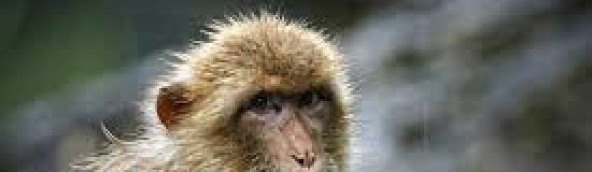 Breakthrough in Antiviral Treatment for Infected Monkeys