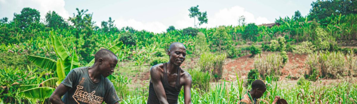 Strengthening Food Security in West Africa: The Role of Agroecology and Organic Farming